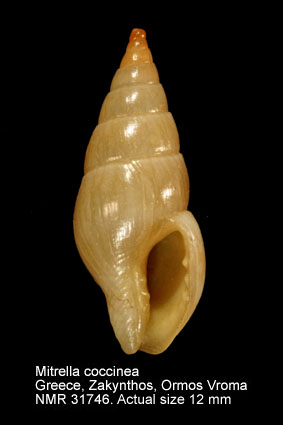 Mitrella coccinea.jpg - Mitrella coccinea(Philippi,1836)